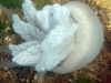 meduza.jpg