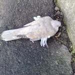 Pe ce era sa calc…